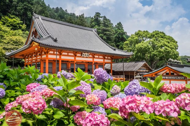 TOUR NHẬT BẢN 2026: OSAKA - KOBE - NAGOYA - KYOTO - NÚI PHÚ SĨ - LỄ HỘI HOA CHI ANH - TOKYO BAY VJ NGHỈ LỄ 30.04